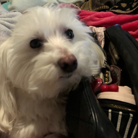 Meet your Posher, Louis - Picture 3 of 3